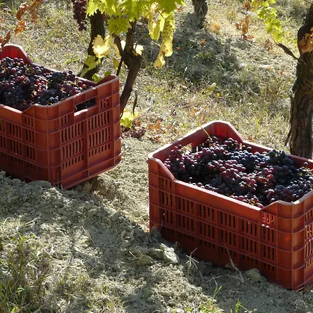 Tenuta Tenaglia *