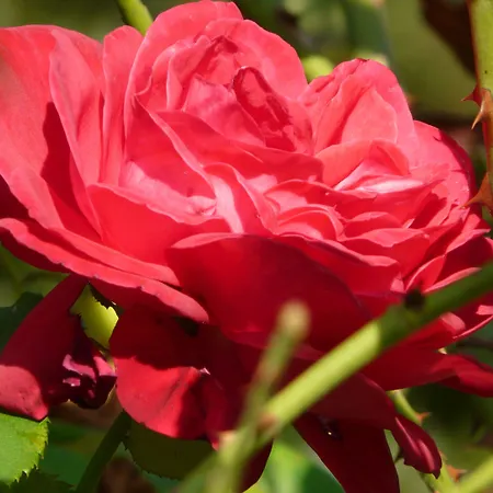 Tenuta Tenaglia مزرعة للإقامة